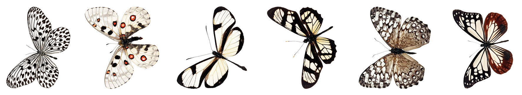 Studio Light Grunge Butterfly stickers sommerfugl 5 meter