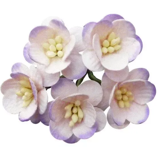 Korthobby kirsebærblomst morbærpapir lilla 50-pk